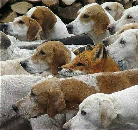 fox'n hounds